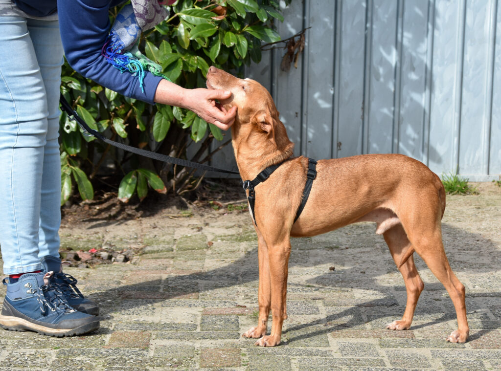 Jagger - Gereserveerd 3 Jagger - Gereserveerd 3