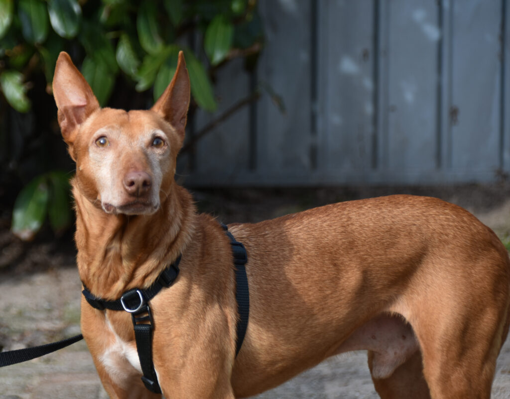 Jagger - Gereserveerd 4 Jagger - Gereserveerd 4