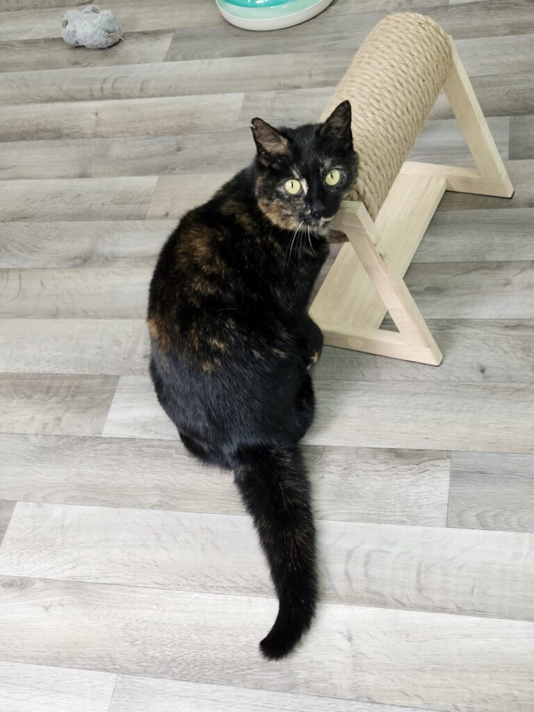 Bella 3 Bella 3