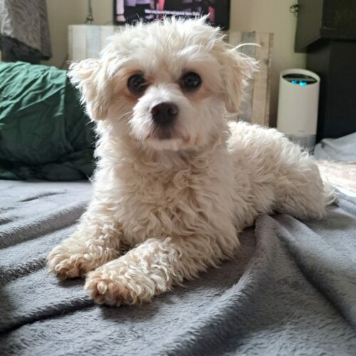 Diva