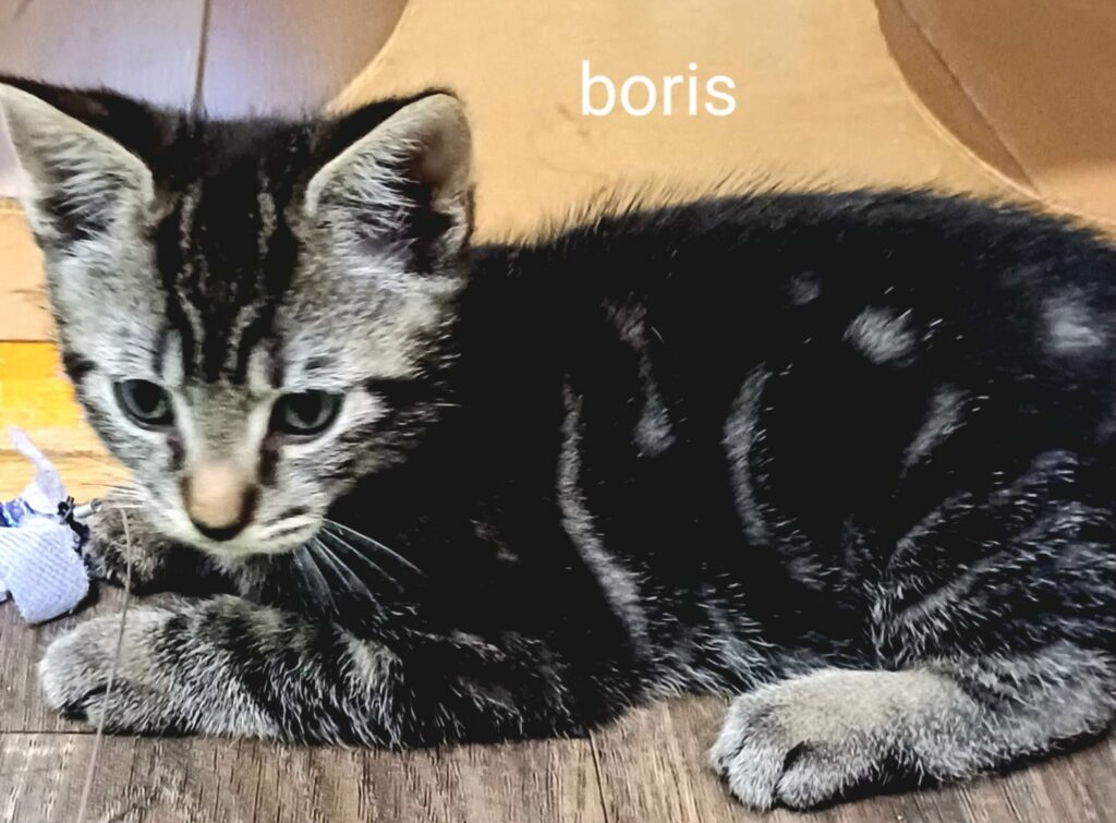 Boris - gereserveerd 2