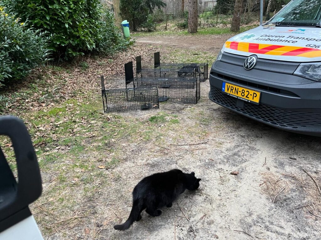 Verwilderde poezen en katers gezocht! 2