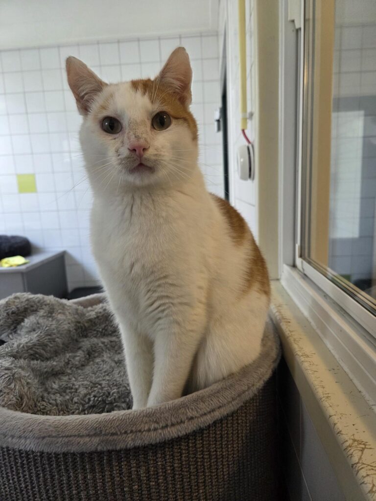 Winston - gereserveerd 2 Winston - gereserveerd 2