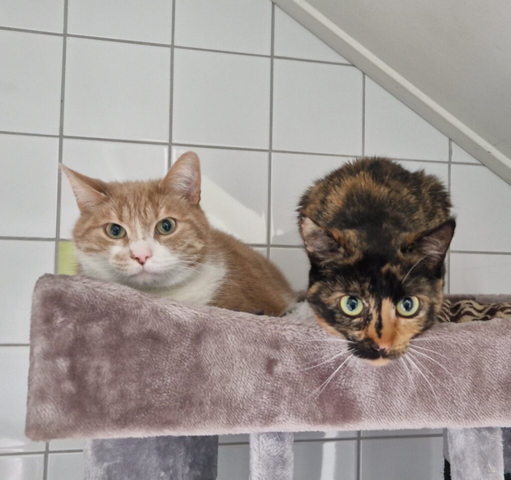 Donald en Katrien 2 Donald en Katrien 2