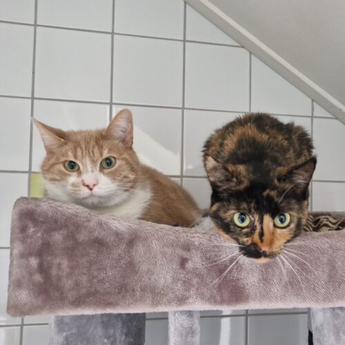Donald en Katrien