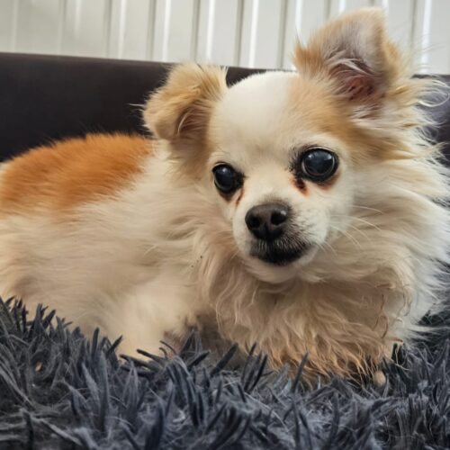 Pip