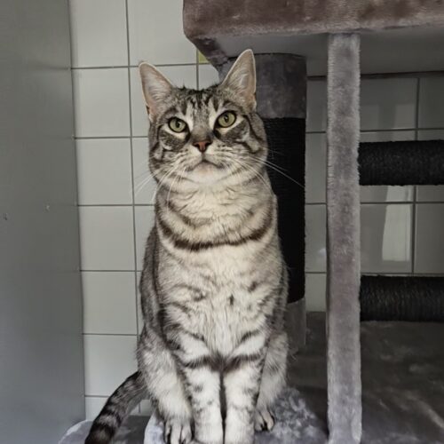Benji
